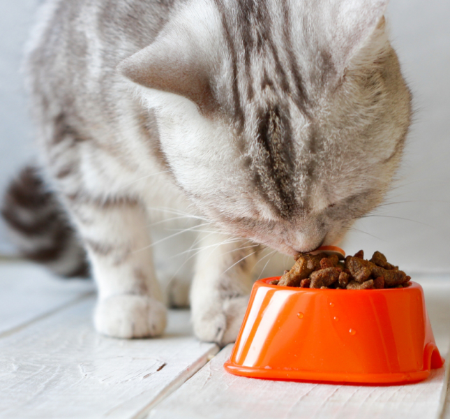 sensory analysis pet food